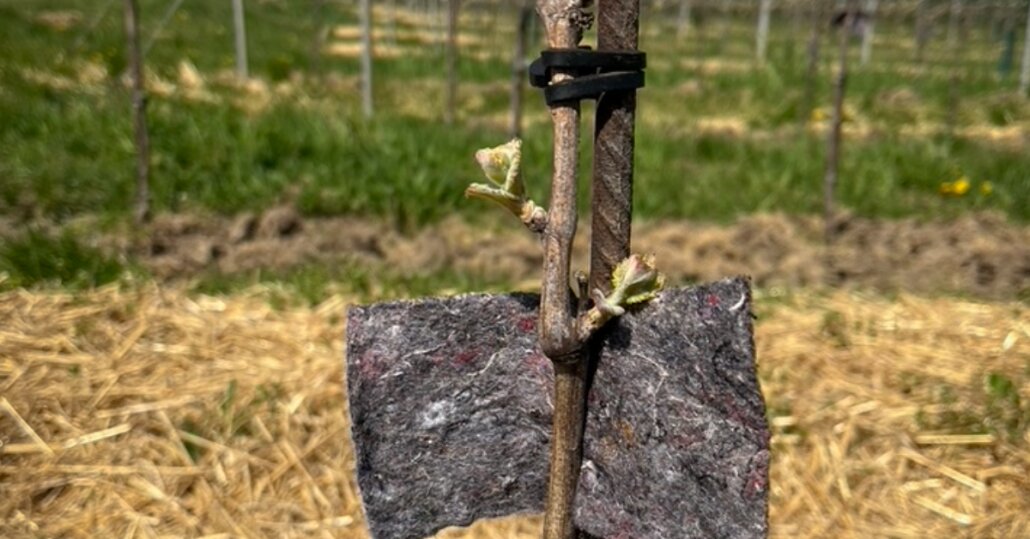 Frühjahrsarbeiten-1