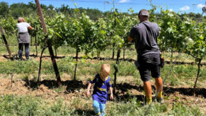 Mehr über den Artikel erfahren Laubarbeit und Weinblüte